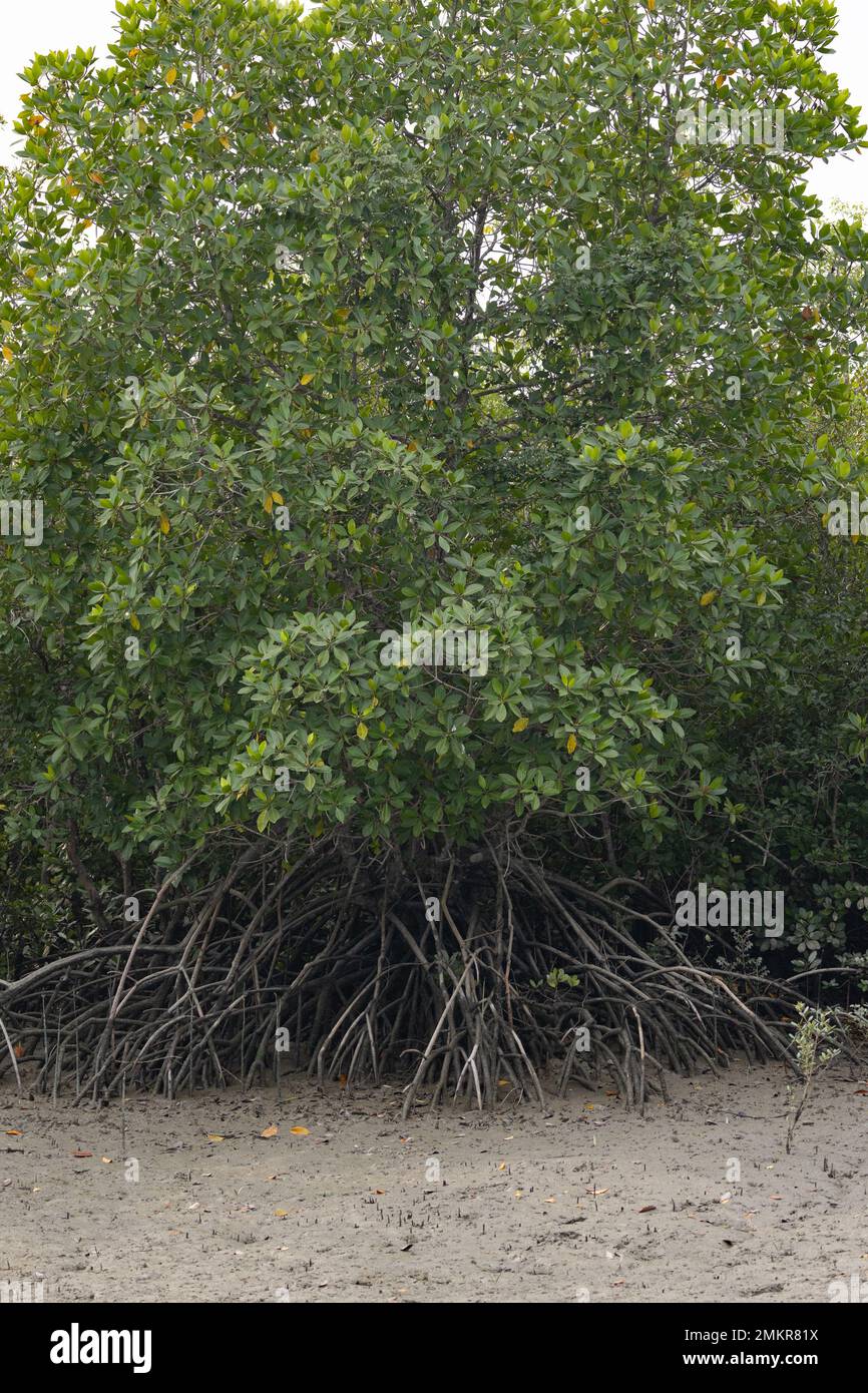 Un mangrove dont les racines respirent dans le parc national de Sunderban Banque D'Images