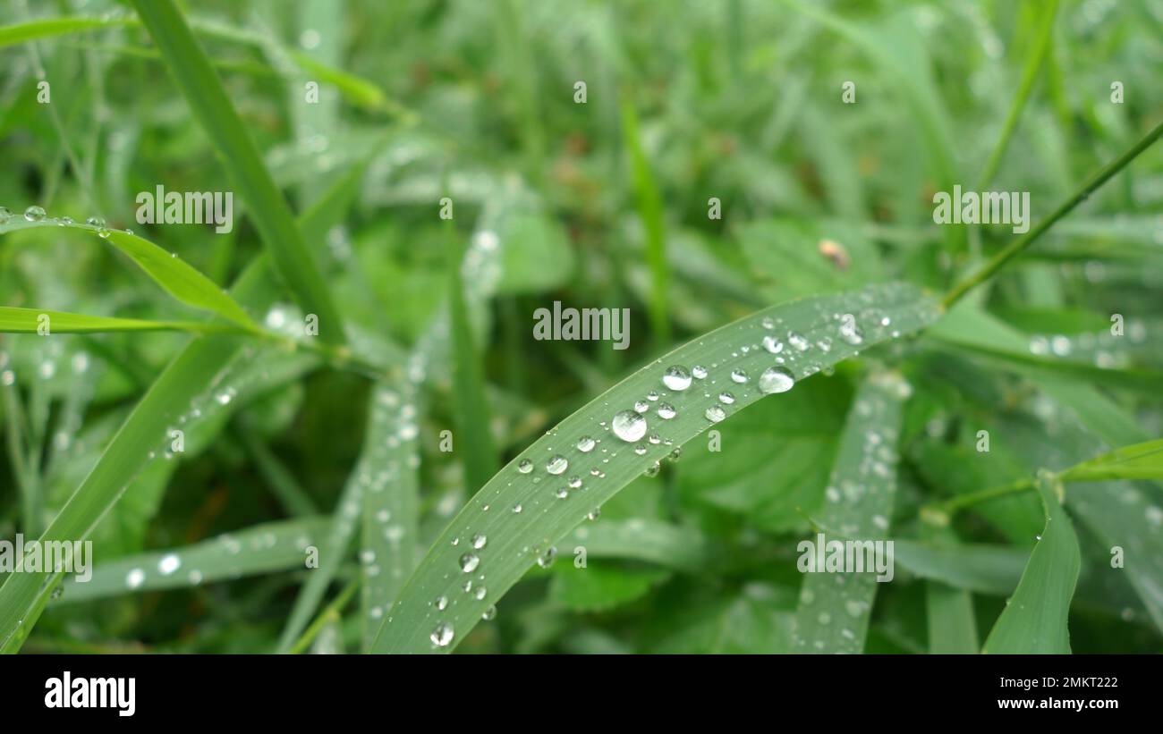 l'herbe laisse macro avec des gouttes de pluie Banque D'Images