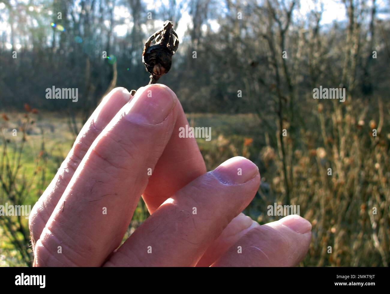 Edward Cook, widower of the late famed herbalist Adelma Grenier Simmons, holds a rose hip at the Caprilands herb farm, Thursday, Jan. 3, 2019, in Coventry, Conn. Simmons, who died in 1997 at age 93, is credited with reintroducing and popularizing the use of herbs in American cooking. Cook, accused of failing to maintain the property, is fighting an eviction order. (AP Photo/Dave Collins) Banque D'Images