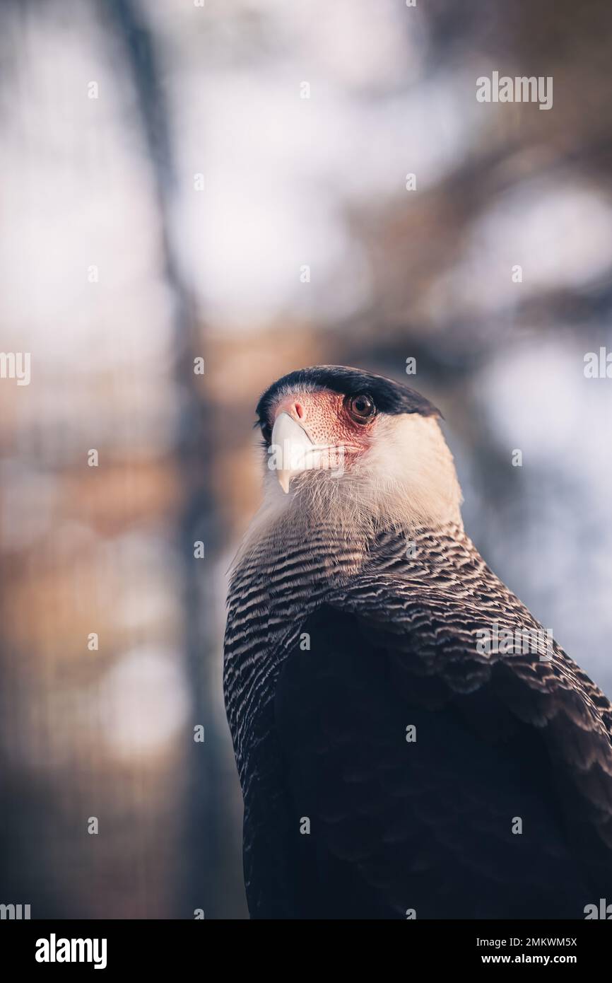 gros plan d'un aigle Banque D'Images