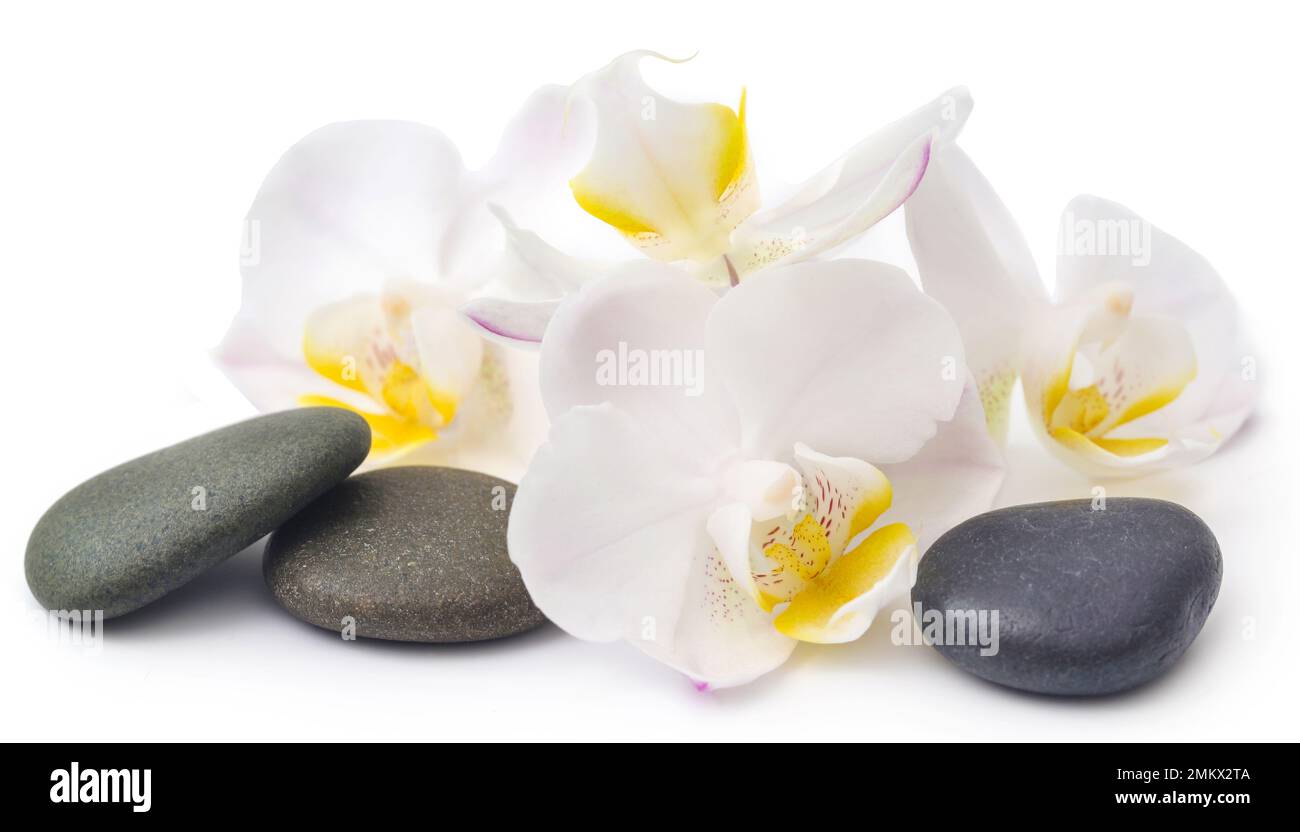 Pierre de spa avec fleur d'orchidée sur fond blanc Banque D'Images