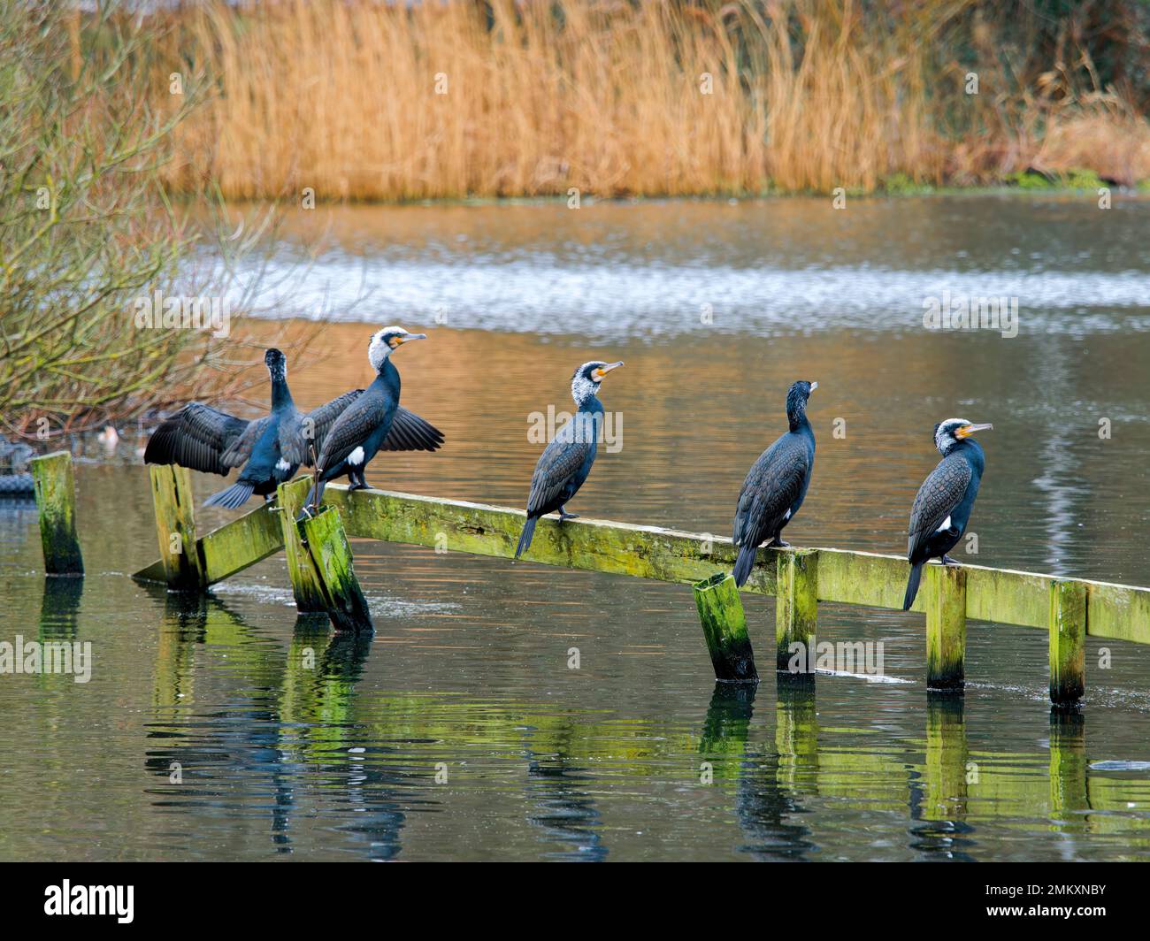 Une rangée de Cormorants (Phalacrocorax carbo), perchée sur une clôture en bois partiellement submergée. Le Cormorant naira souvent sous l'eau pour attraper sa proie Banque D'Images