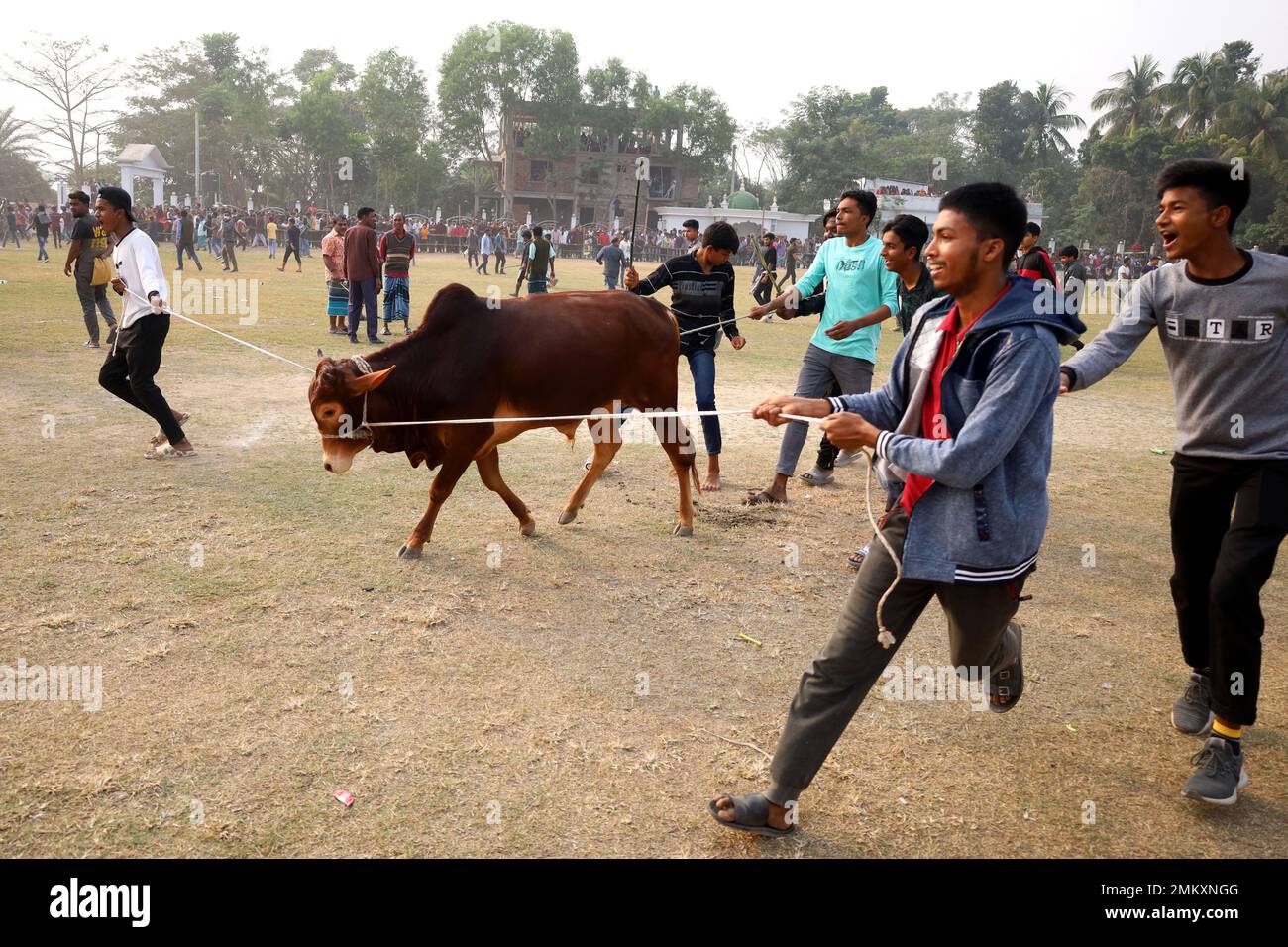 Nawabgonj, Dhaka, Bangladesh. 29th janvier 2023. Les habitants de la région participent à un match de chasse à la vache à Nawabganj, à Dhaka. La chasse à la vache est un sport traditionnel dans de nombreux villages du Bangladesh. Ici beaucoup de gens nouent une grande corde autour du cou du taureau et le garder ensemble et excite le taureau par des bâtons, le tissu rouge et des craquelins éclatés. Les gens des deux côtés ont chassé la vache en criant. Au milieu du champ, les gens lâchez la corde et commencèrent à courir après la vache. . Crédit : ZUMA Press, Inc./Alay Live News Banque D'Images