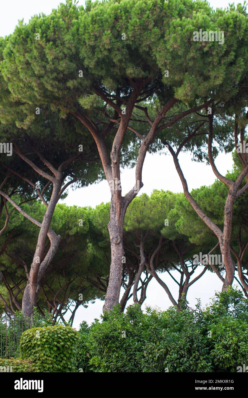 Grands arbres dans la forêt Banque D'Images Grands arbres dans la forêt Banque D'Images