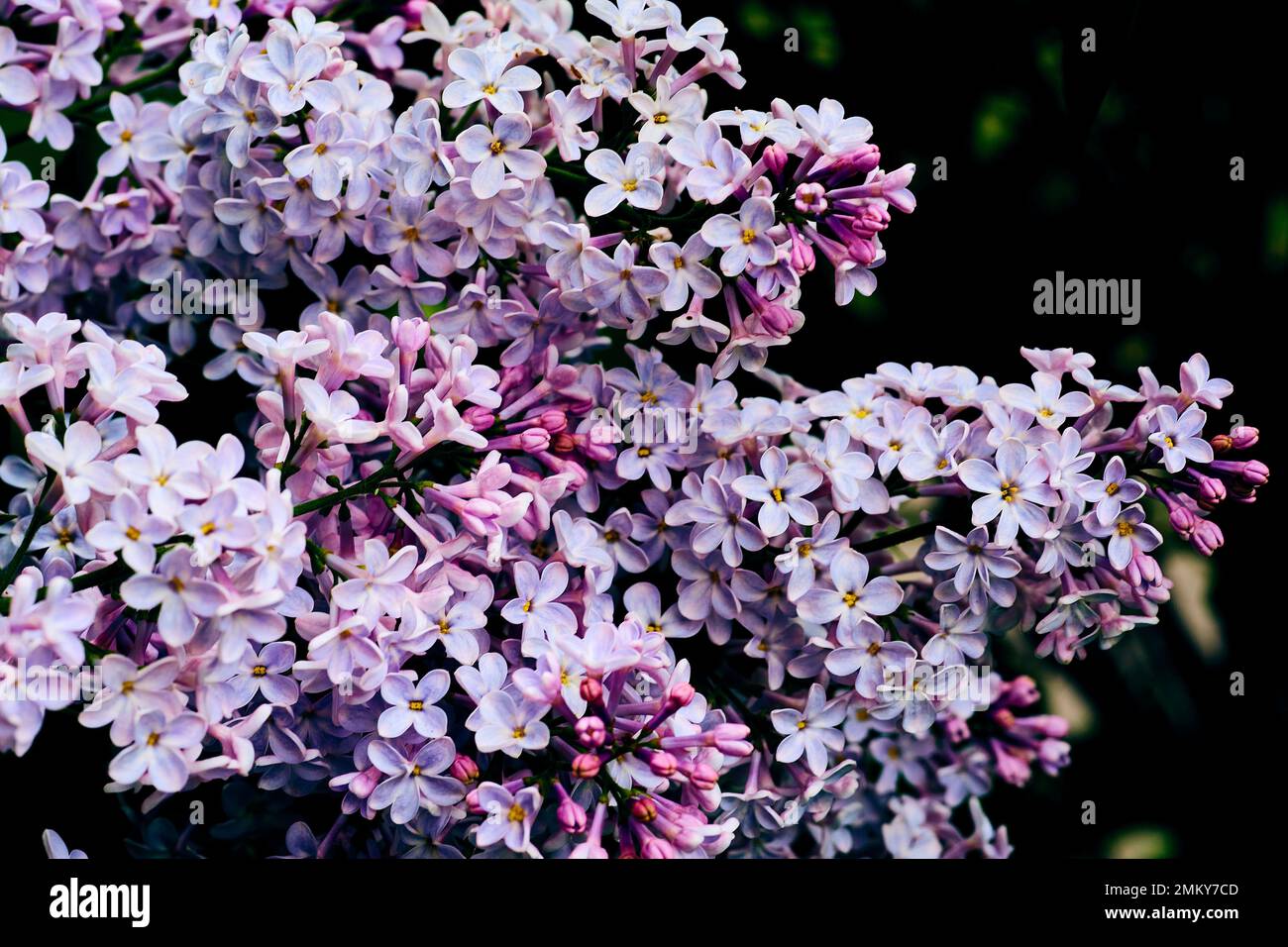 Tendre ressort rose chaud branche lilas violet gros plan Banque D'Images