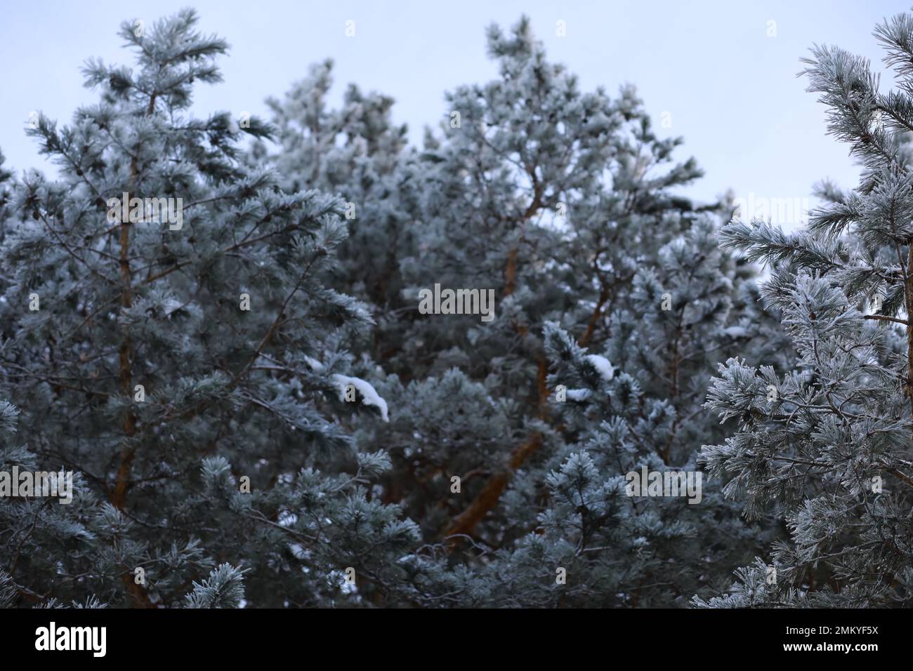 Neige blanche sur des branches d'arbres nus lors d'une journée hivernale glacielle, gros plan. Arrière-plan naturel. Fond botanique sélectif. Photo de haute qualité Banque D'Images