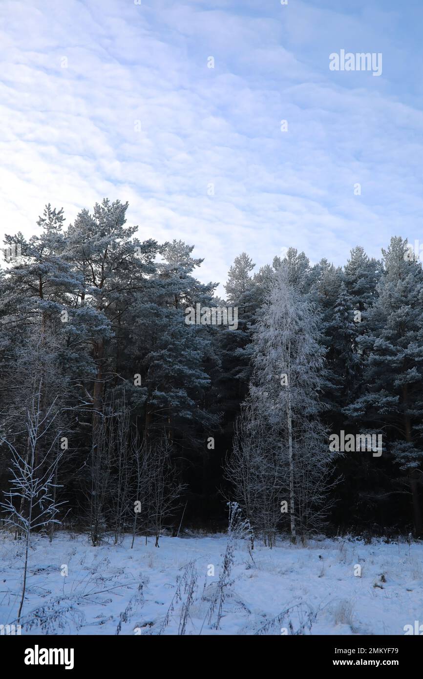 Neige blanche sur des branches d'arbres nus lors d'une journée hivernale glacielle, gros plan. Arrière-plan naturel. Fond botanique sélectif. Photo de haute qualité Banque D'Images