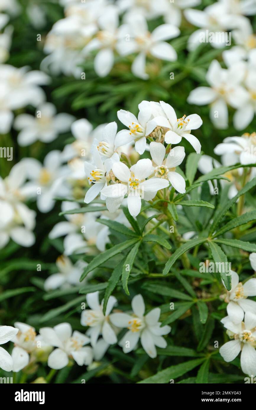 Choisya dewitteana Dazzler blanc, Dazzler blanc orange mexicain, arbuste vert permanent avec des grappes de fleurs blanches Banque D'Images