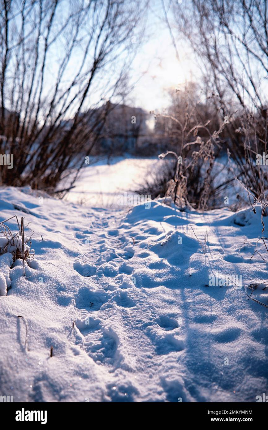 Neige blanche sur des branches d'arbres nus lors d'une journée hivernale glacielle, gros plan. Arrière-plan naturel. Fond botanique sélectif. Photo de haute qualité Banque D'Images