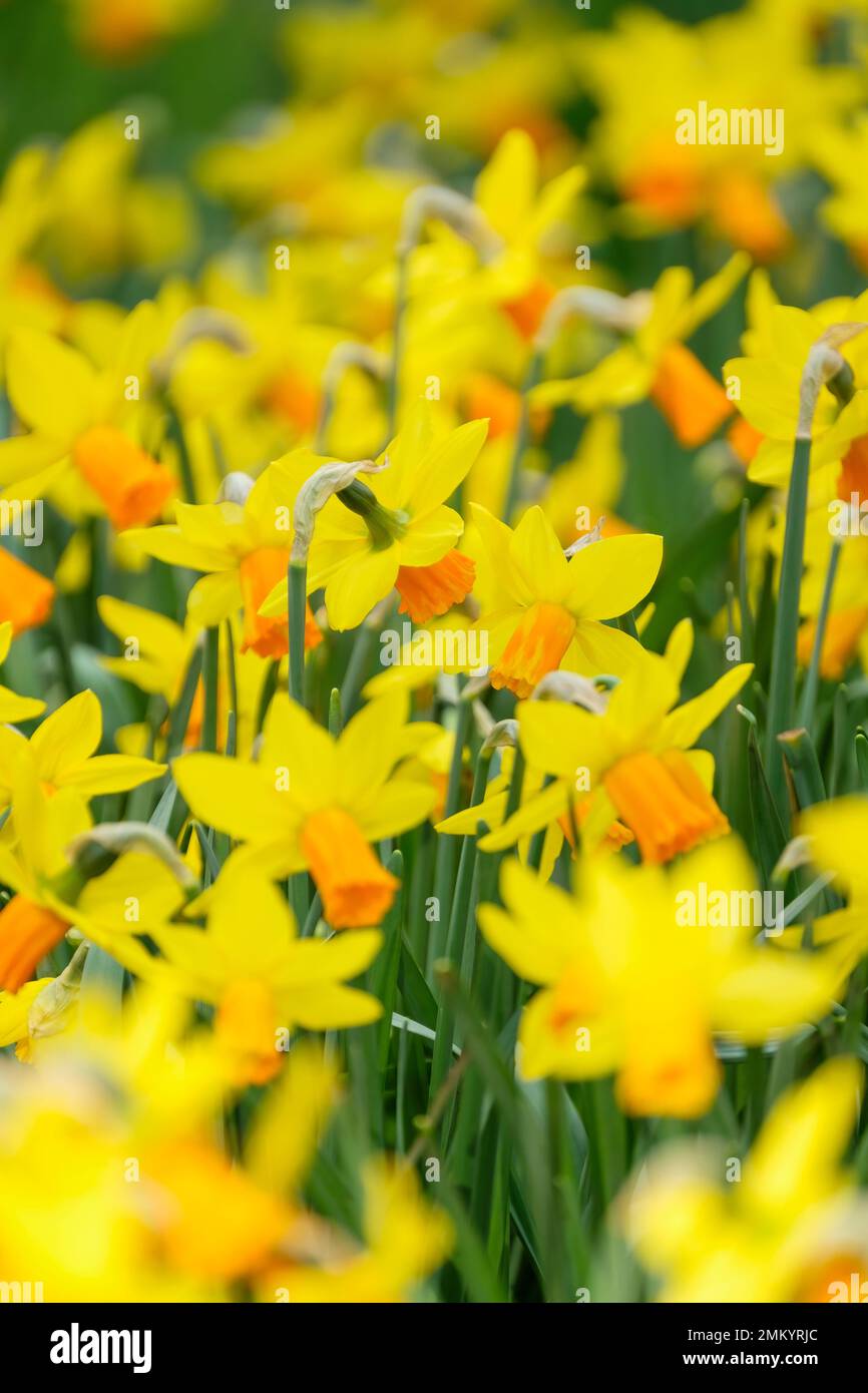 Narcissus Jetfire, jonquille Jetfire, Narcissus cyclamineus Jet Fire, bulbous vivace, jaune, segments de périanthe réflexés. orange trump Banque D'Images