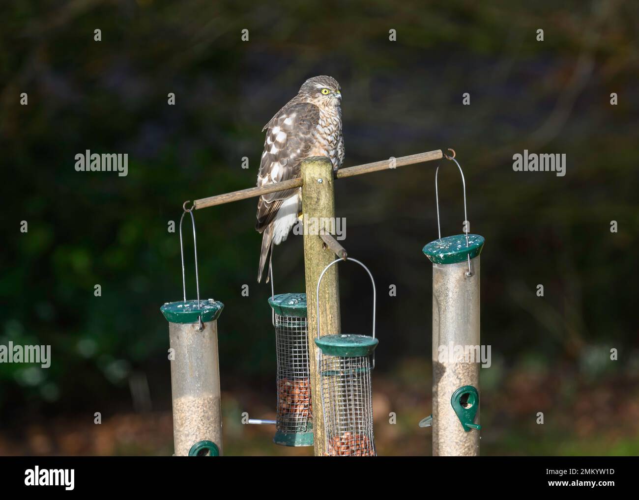 Sparrowhawk (Accipiter nisus), jeune homme, assis sur un cerf de Virginie dans un jardin rural, Dumfries, SW Écosse Banque D'Images