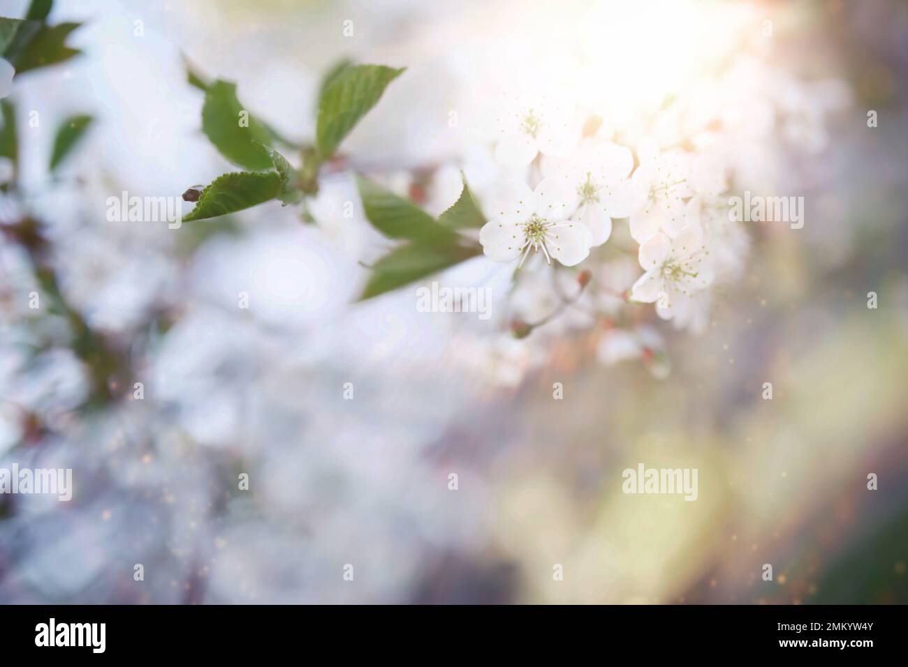 Fleur blanche sur l'arbre. Cerisiers en fleurs. Floraison printanière. Banque D'Images