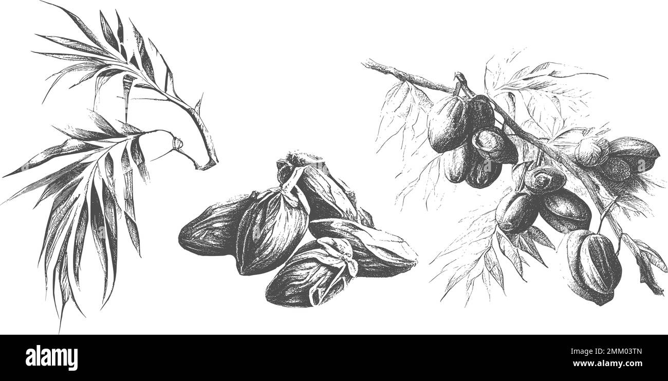 Encre tirée dates avec feuilles. Les fruits mûrs pendent des branches.Border design avec la date feuilles de palmier et les fruits mûrs esquisse illustration vectorielle isolée sur fond blanc. Illustration de Vecteur
