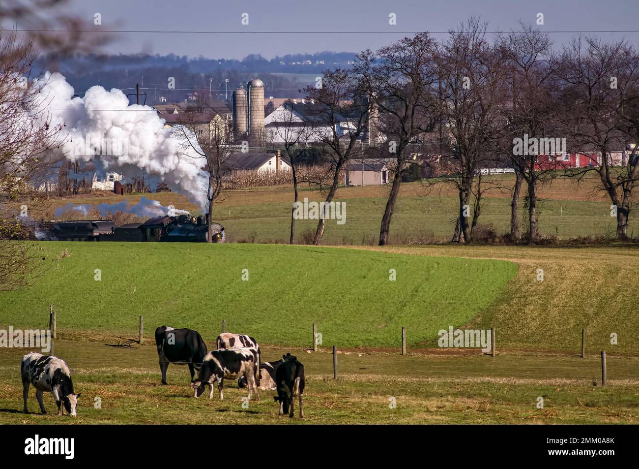 Une vue d'un train de passagers antique approchant avec un troupeau de vaches regardant, un jour d'automne Banque D'Images