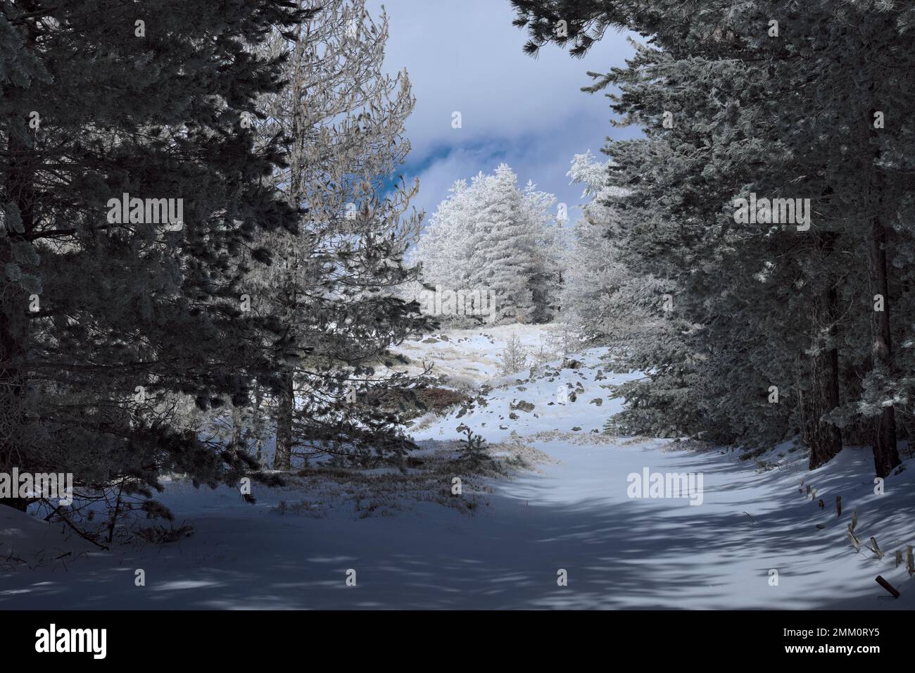 Arbres d'hiver clairs et foncés Pinus Nigra Laricio en Sicile, Parc national de l'Etna, Italie Banque D'Images