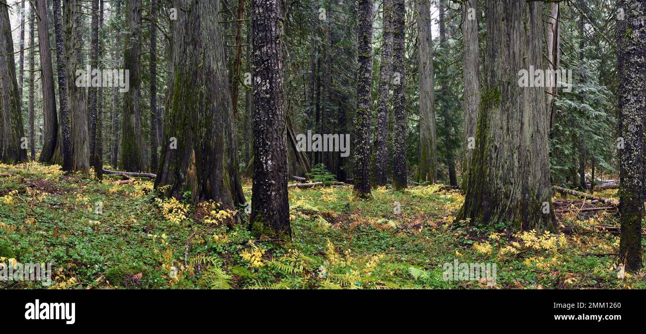 Ancienne forêt de croissance en automne. Forêt nationale de Kootenai dans les montagnes du Cabinet. (Photo de Randy Beacham) Banque D'Images