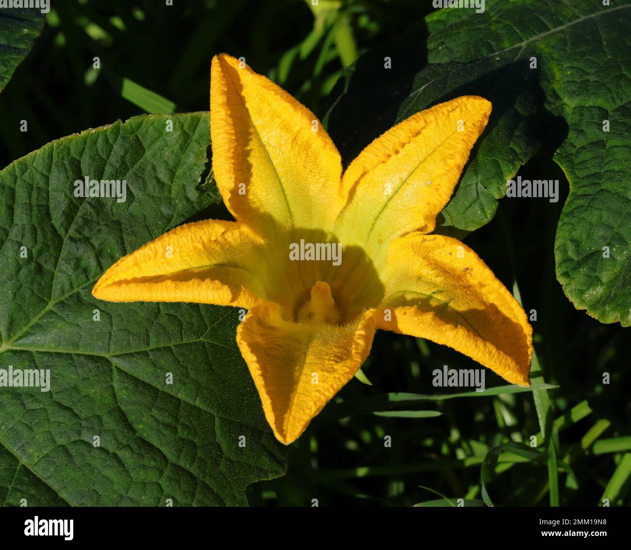 Biologique, plante de citrouille en fleur. Cucurbita moschata Duchesne. Printemps. Oeiras, Portugal. Banque D'Images