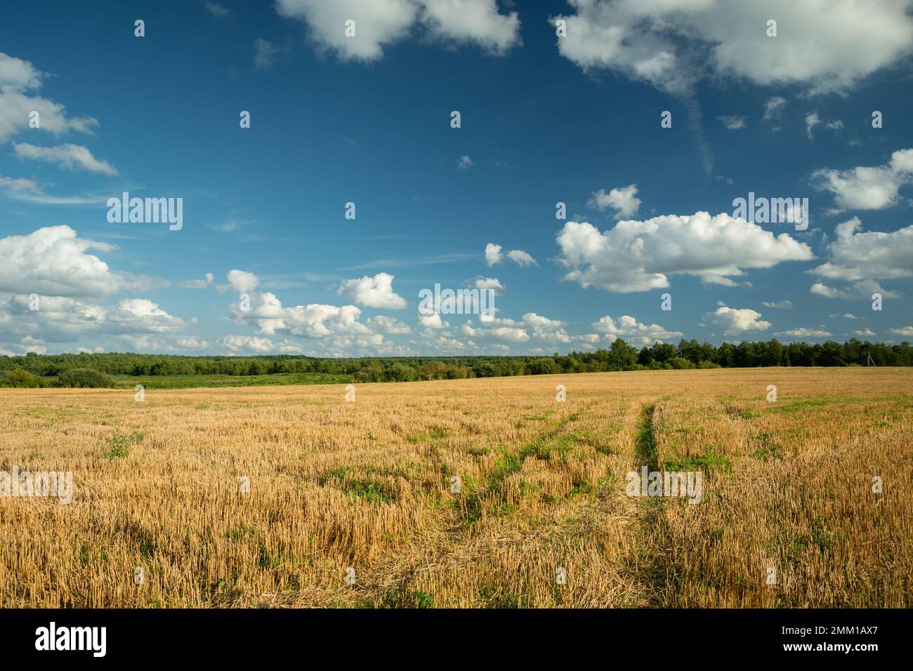 Chenilles sur terrain de chaume rural et nuages blancs sur le ciel, Czulczyce, Lubelskie, Pologne Banque D'Images