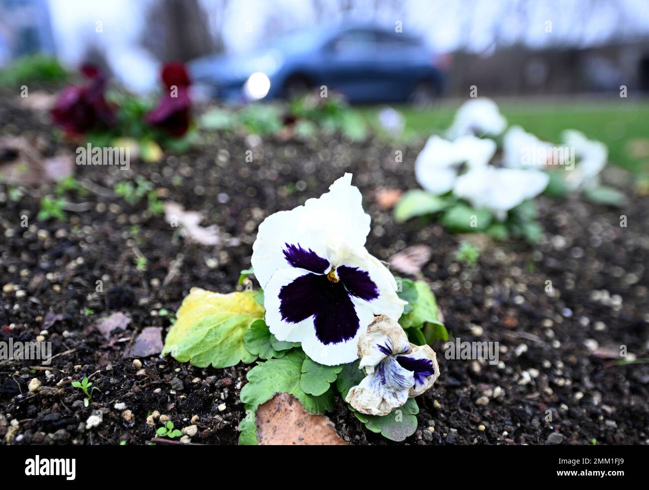 29 janvier 2023, RhénanieduNordWestphalie, Zündorf une pansy brave