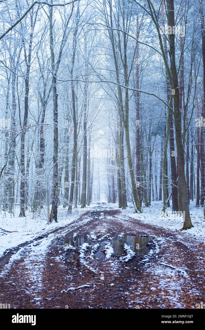 Allée boueuse dans une forêt enneigée d'hiver, Zarzecze, Pologne Banque D'Images