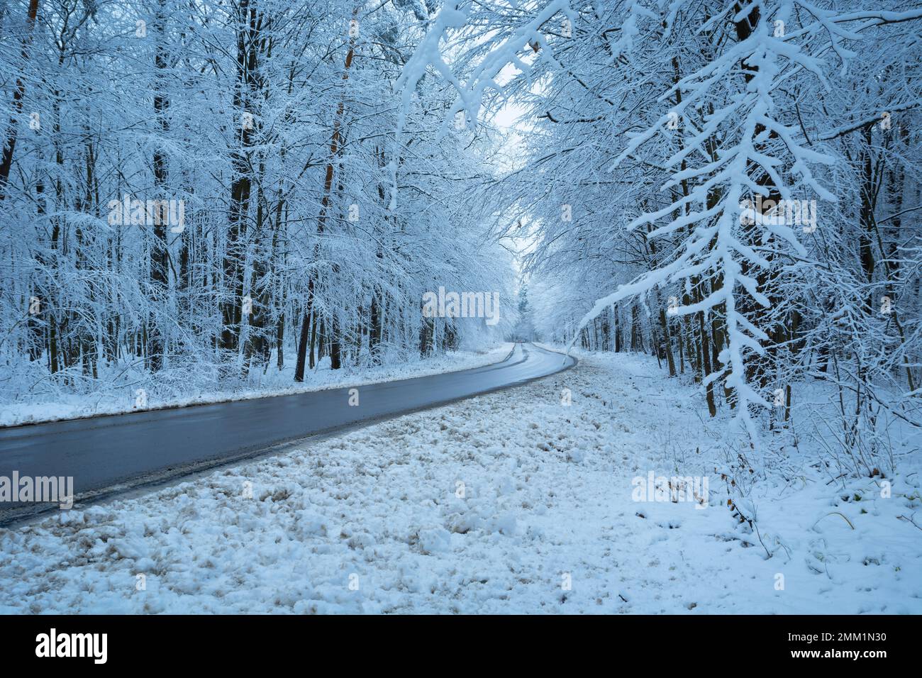 Route asphaltée à travers la forêt dans les paysages d'hiver, l'est de la Pologne Banque D'Images