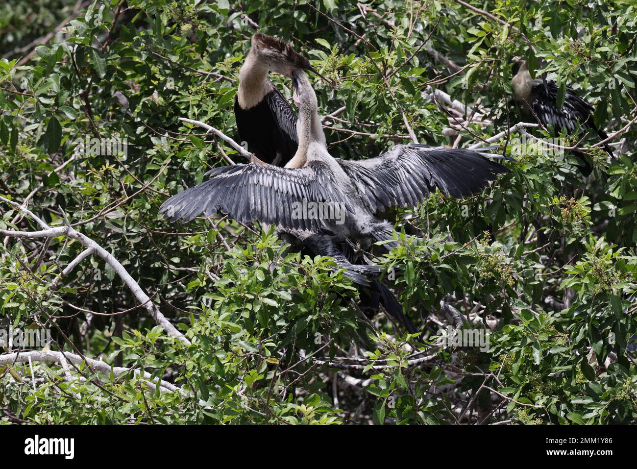 American Darter Venice Area Audubon Society Florida Banque D'Images