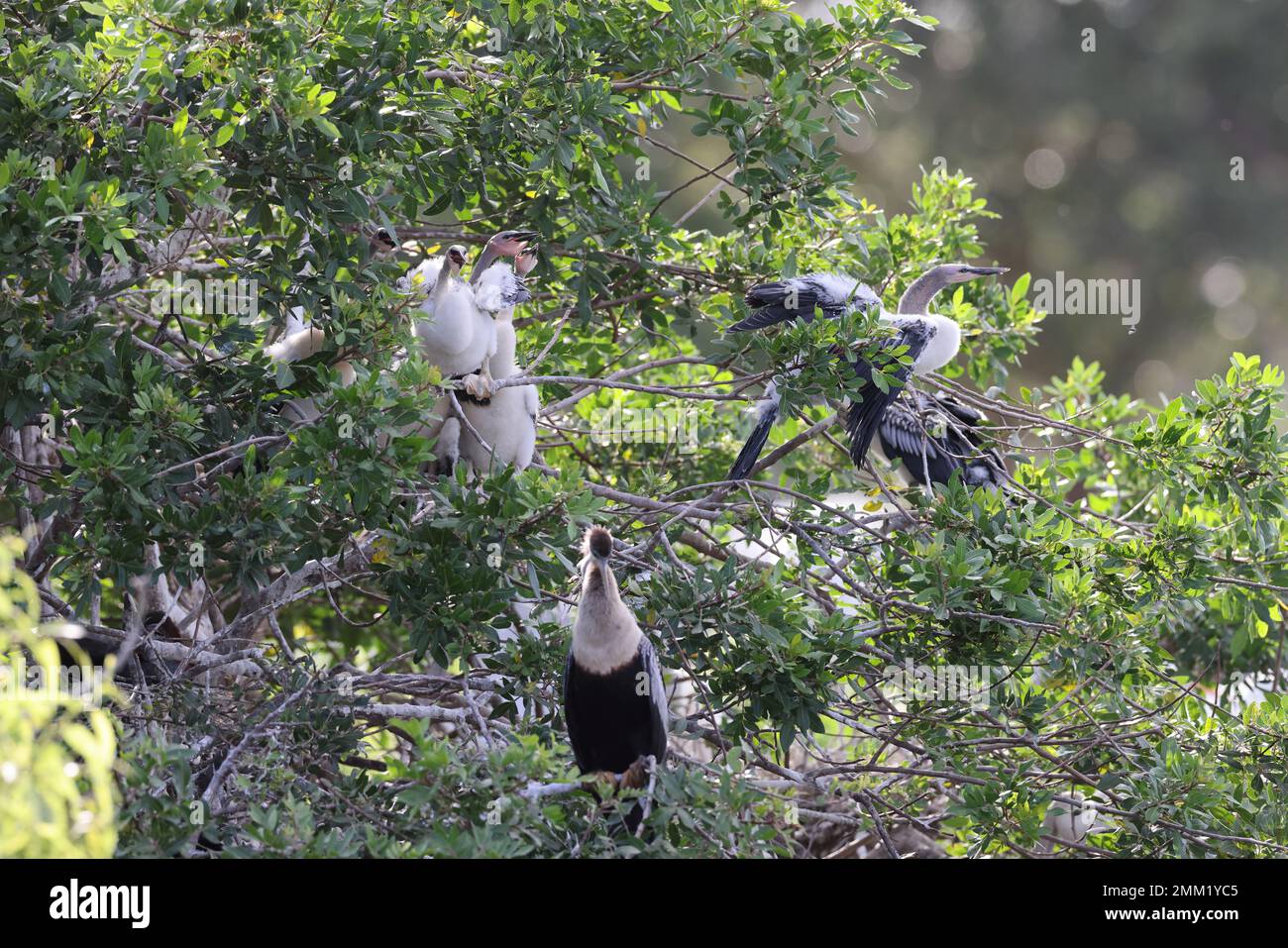 American Darter Venice Area Audubon Society Florida Banque D'Images