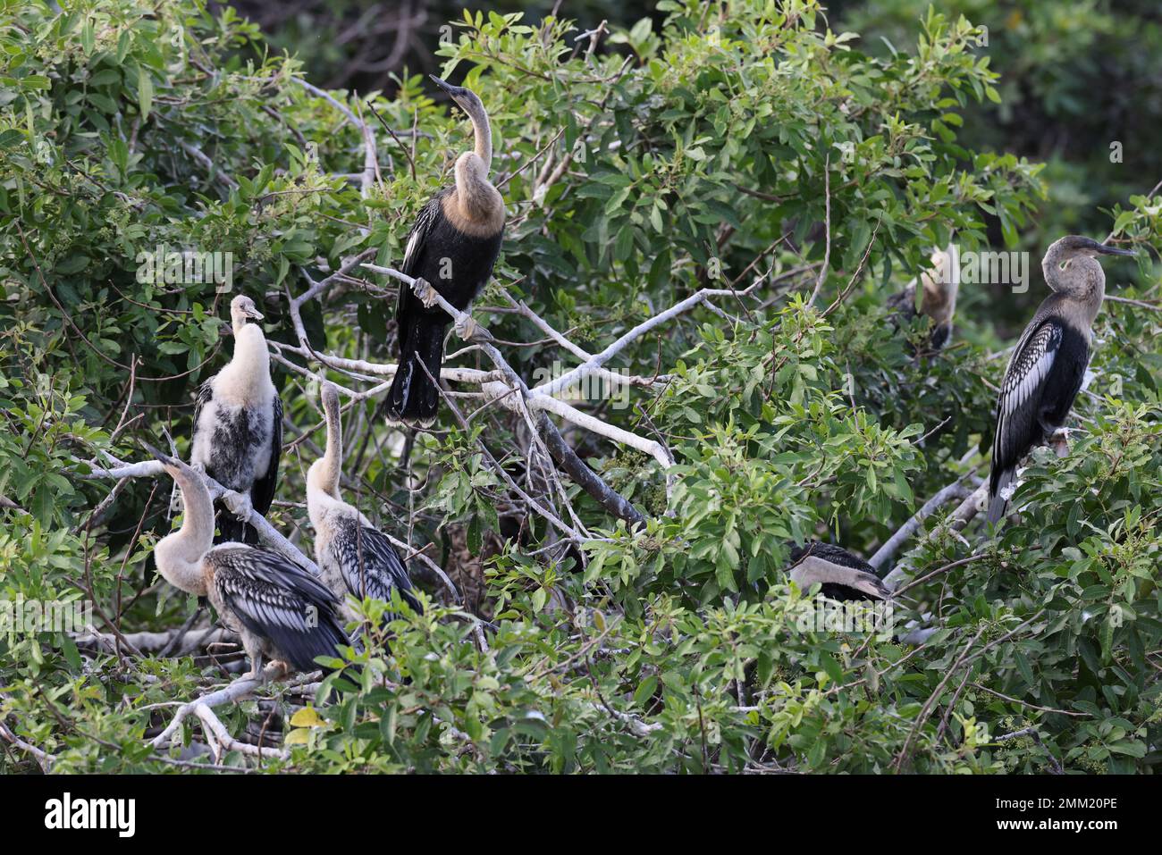 American Darter Venice Area Audubon Society Florida Banque D'Images