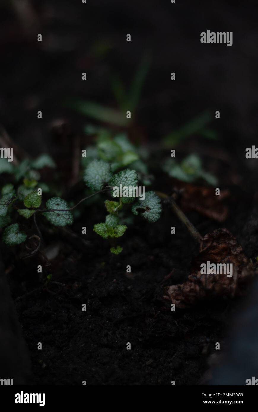 Vue sur les plantes vertes sur un sol pierreux Banque D'Images