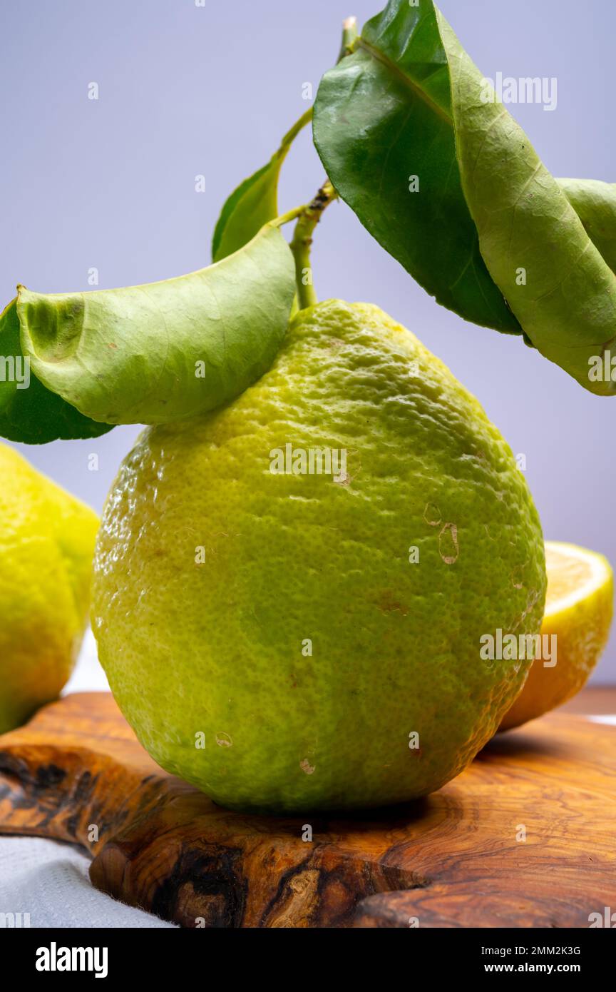 Variété d'agrumes, bergamote mûre et cédrate de citron-citron ou Citrus medica, grands agrumes parfumés à la croûte épaisse Banque D'Images