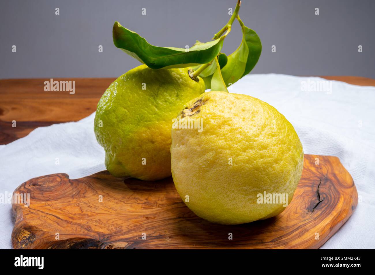 Cédrate de citron-citron ou Citrus medica, grands agrumes parfumés avec de la croûte épaisse utilisés pour faire de la limonchello italienne Banque D'Images