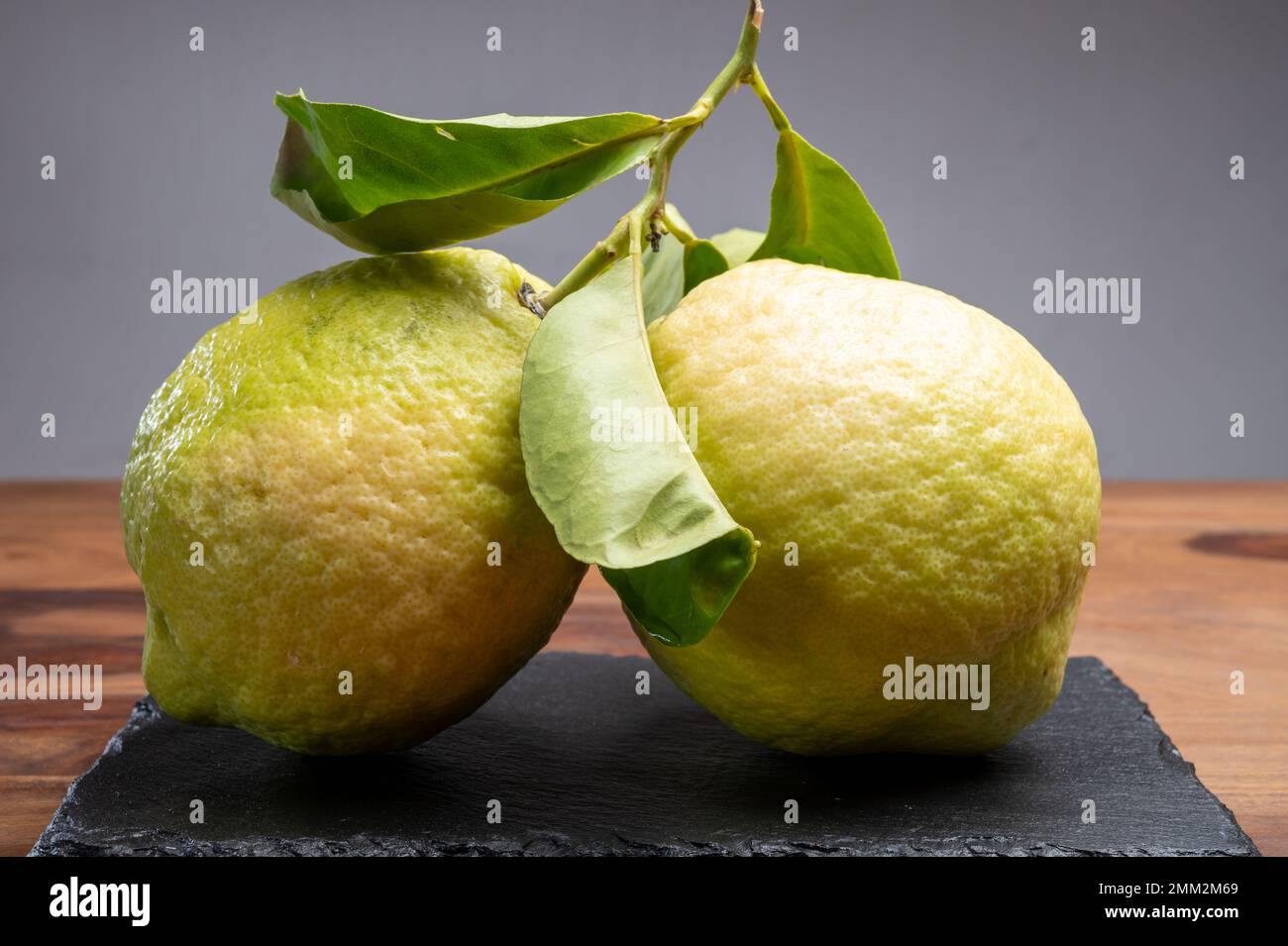 Cédrate de citron-citron ou Citrus medica, grands agrumes parfumés avec de la croûte épaisse utilisés pour faire de la limonchello italienne Banque D'Images