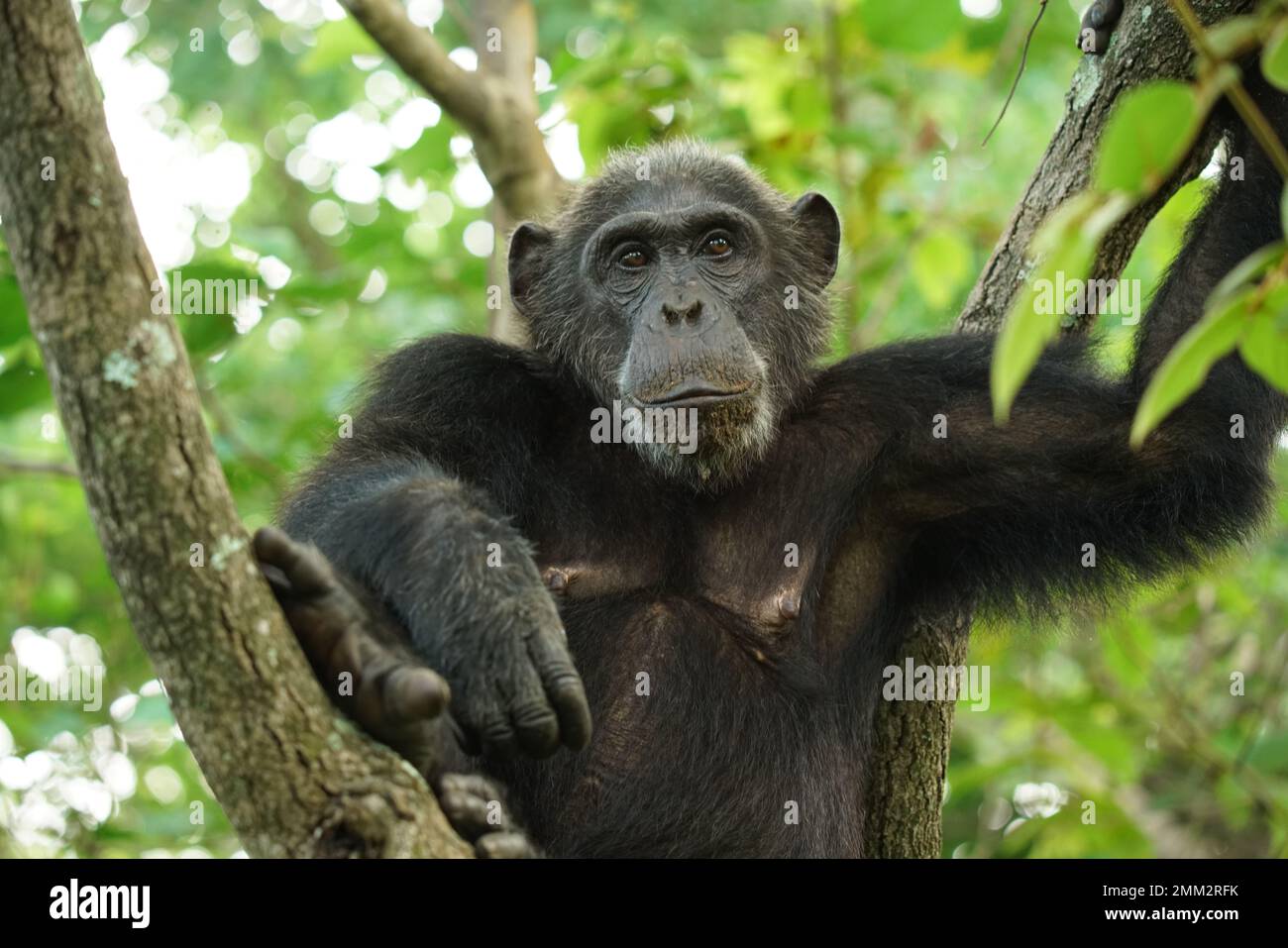 Chimpanzés sauvages à Gombe Banque D'Images