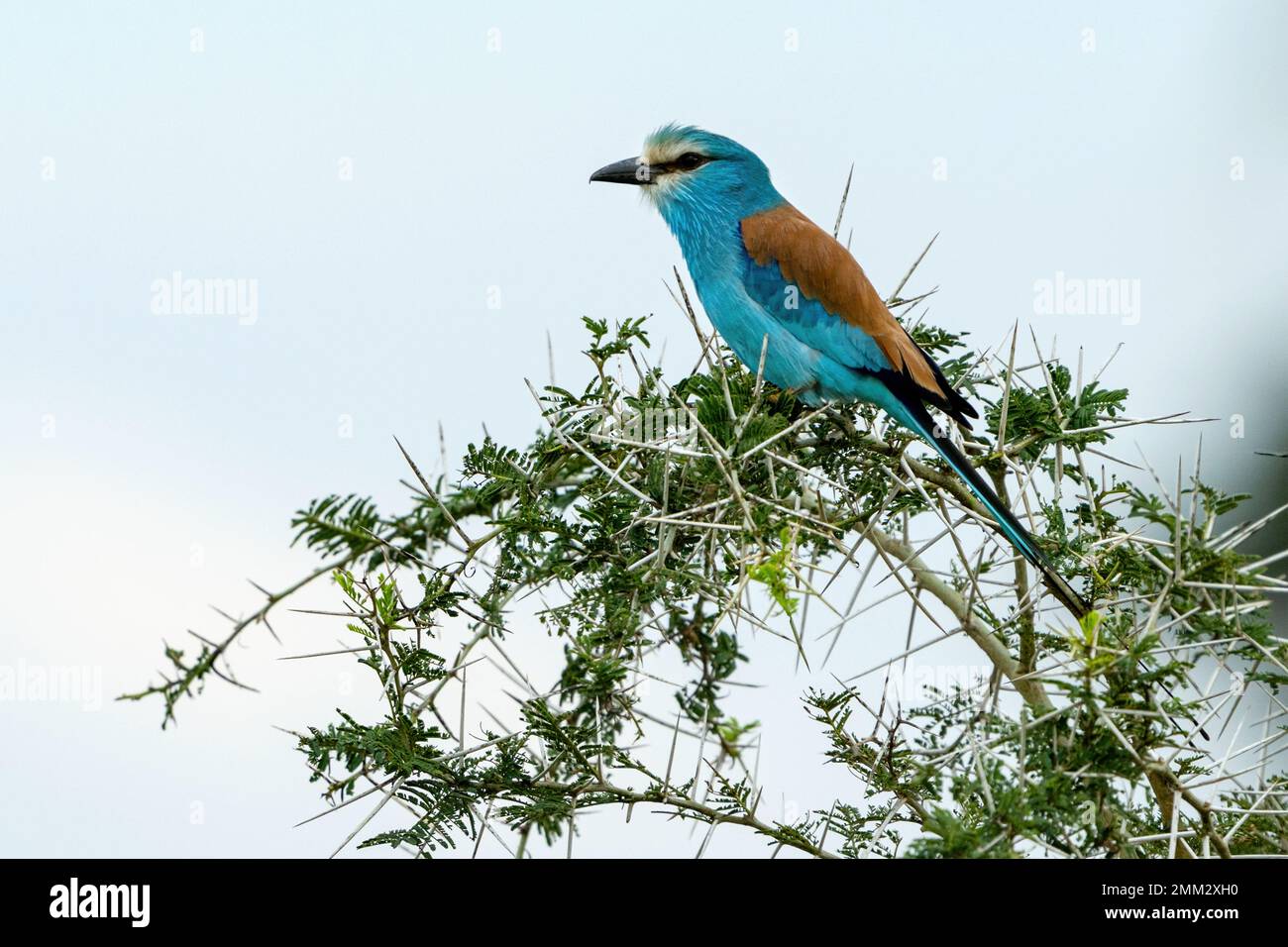 Un oiseau à rouleaux Abyssinien perché sur une branche dans un Bush épineux dans le nord de l'Ouganda. Banque D'Images