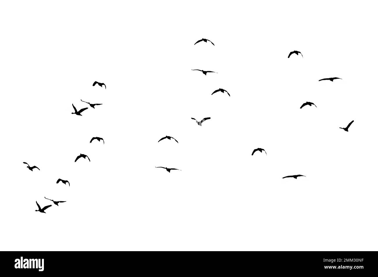 un troupeau d'oiseaux illuminé isolat Banque D'Images