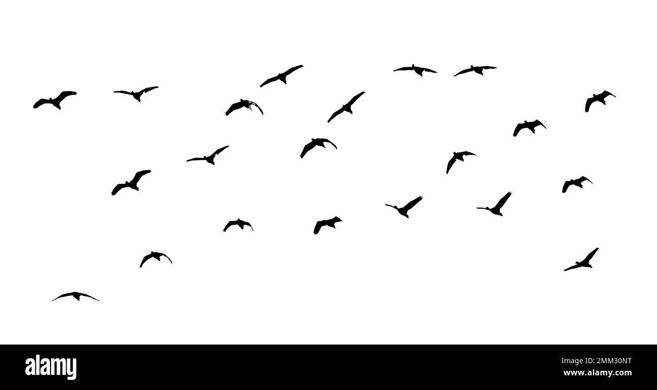 un troupeau d'oiseaux illuminé isolat Banque D'Images