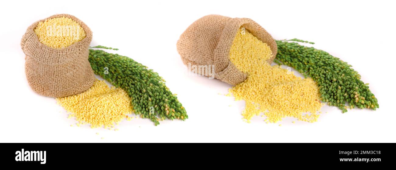 Millet dans un sac avec des épillets vert isolé sur fond blanc Banque D'Images