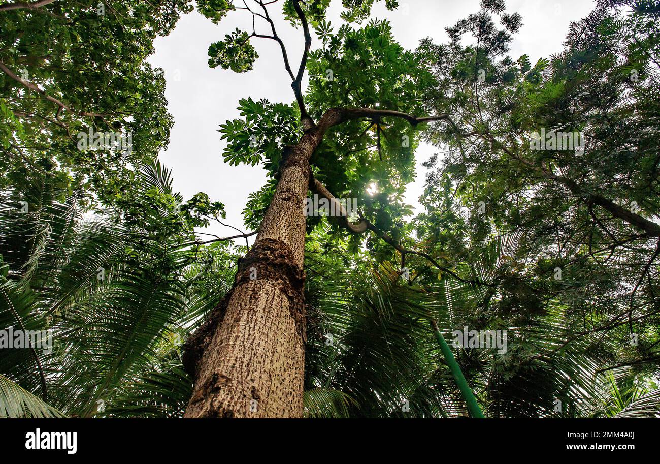 Gros gros arbre Banque D'Images