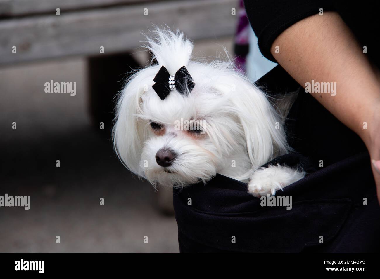 Un petit chien blanc transporté dans un sac noir. Si mignon et adorable Banque D'Images
