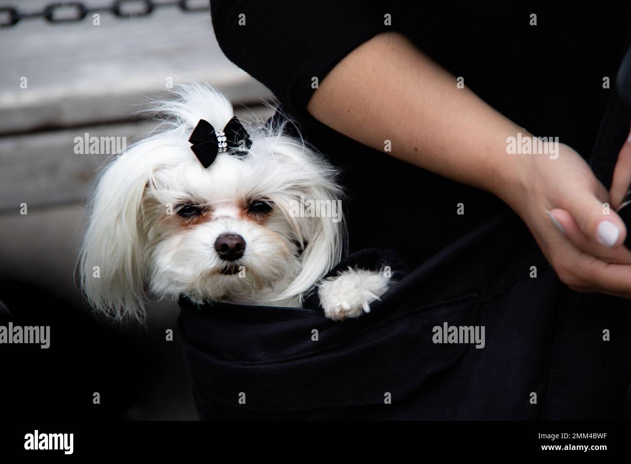 Un petit chien blanc transporté dans un sac noir. Si mignon et adorable Banque D'Images