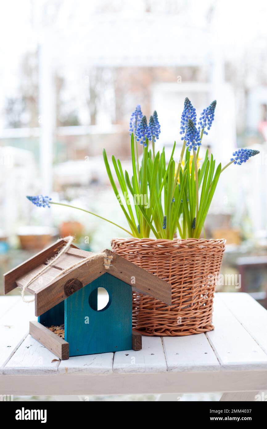 Fleurs printanières jacinthe de raisin à bulbe Muscari et jacinthe jaune dans un panier de cickery fait à la main et un mangeoire à oiseaux en bois bleu sur une table de woodden blanche Banque D'Images