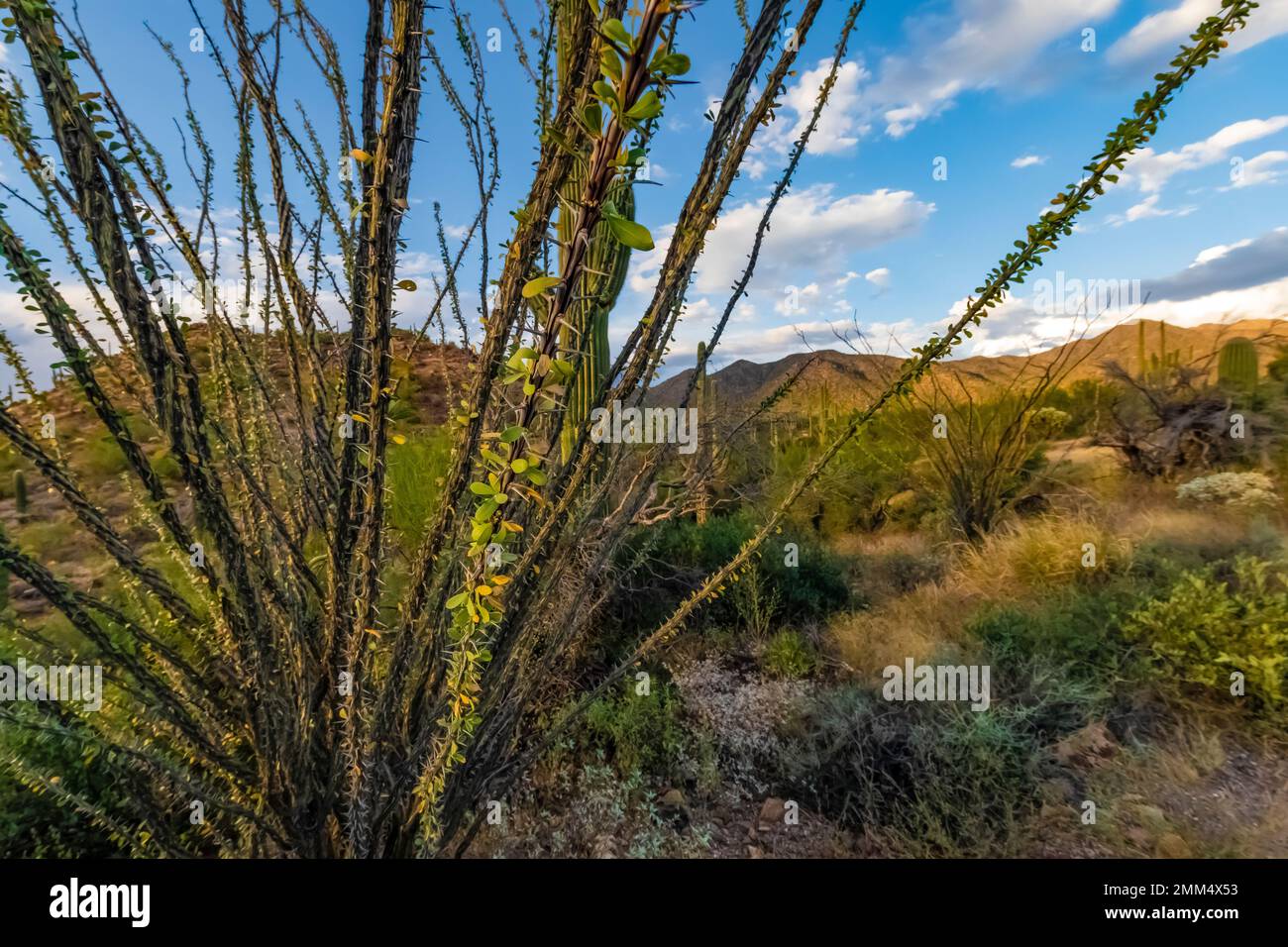 Ocotillo, Fouquieria splendens, avec des feuilles indiquant une pluie récente dans le parc national de Saguaro, Arizona, États-Unis Banque D'Images