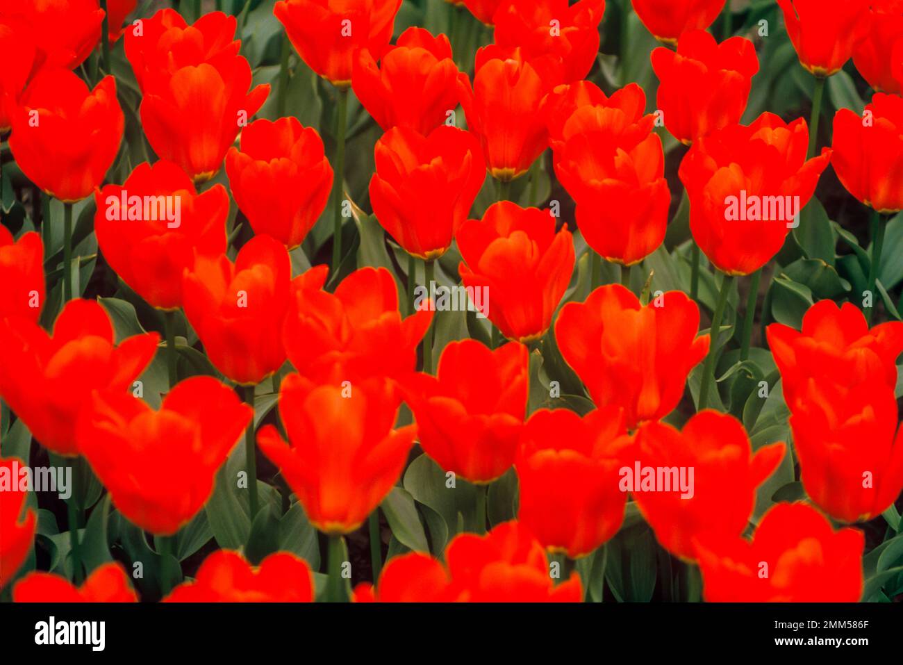 FLEURS DE TULIPES ROUGES Banque D'Images