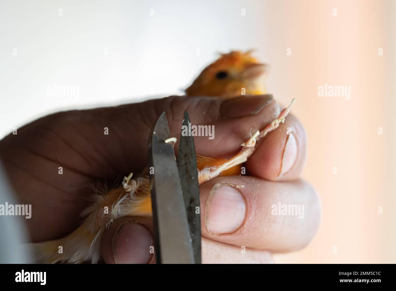 Coupe des griffes du canari jaune, Cliping des ongles d'un canari Banque D'Images
