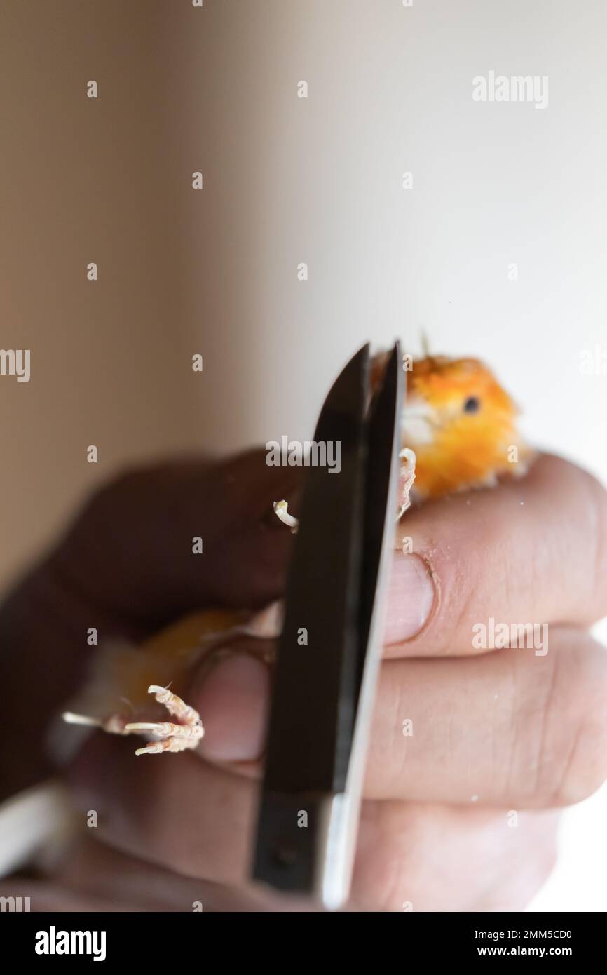 Coupe des griffes du canari jaune, Cliping des ongles d'un canari Banque D'Images