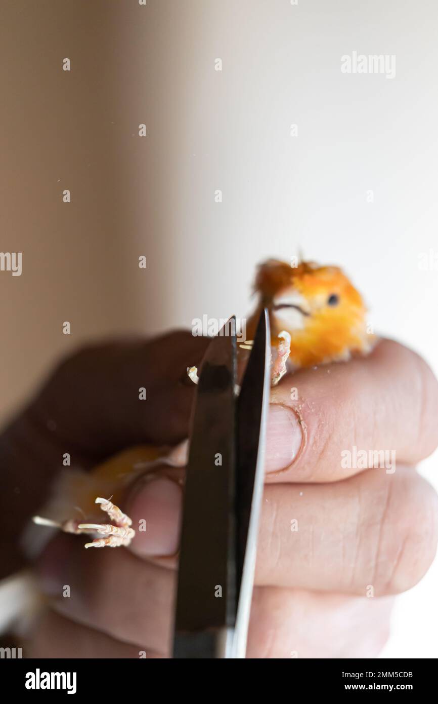 Coupe des griffes du canari jaune, Cliping des ongles d'un canari Banque D'Images Coupe des griffes du canari jaune, Cliping des ongles d'un canari Banque D'Images