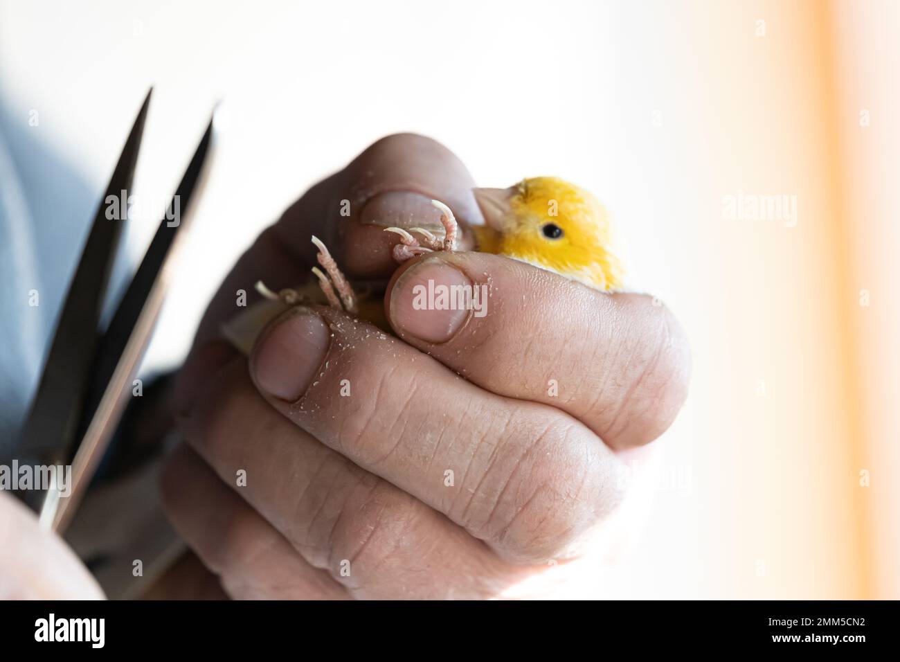 Coupe des griffes du canari jaune, Cliping des ongles d'un canari Banque D'Images