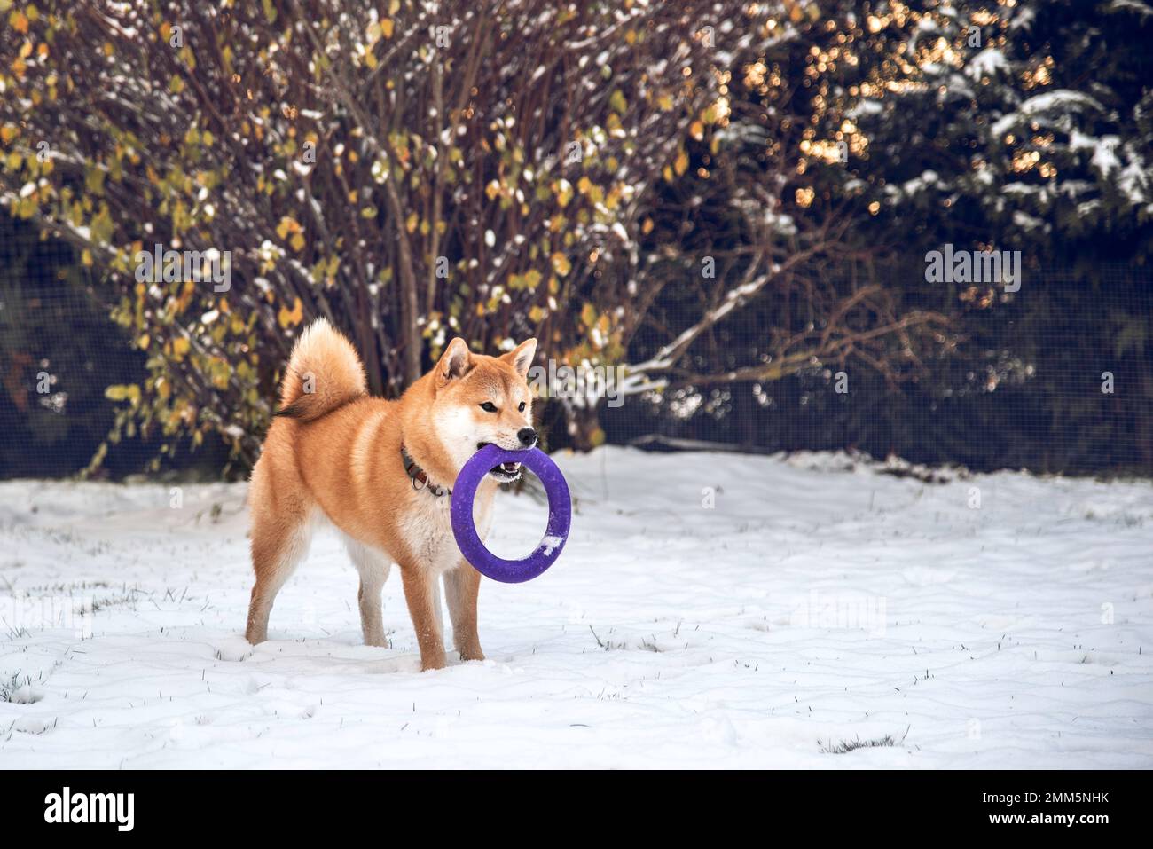 Le chiot Shiba inu joue avec un anneau d'arrache-pied dans l'arrière-cour le jour d'hiver ensoleillé Banque D'Images