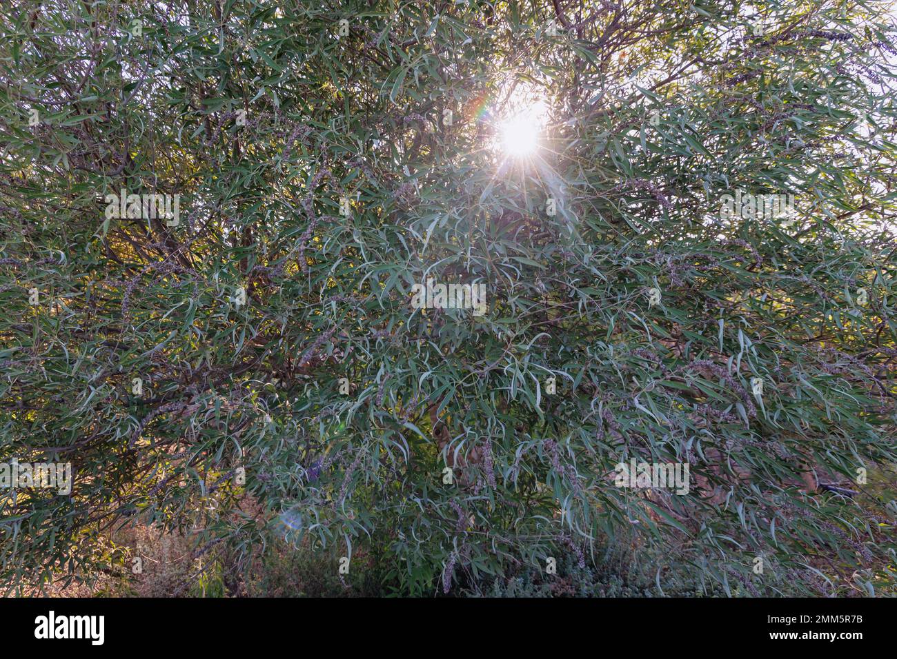 Vitex agnus-castus plante appelée arbre de chaste dans le pays de l'île de Chypre Banque D'Images
