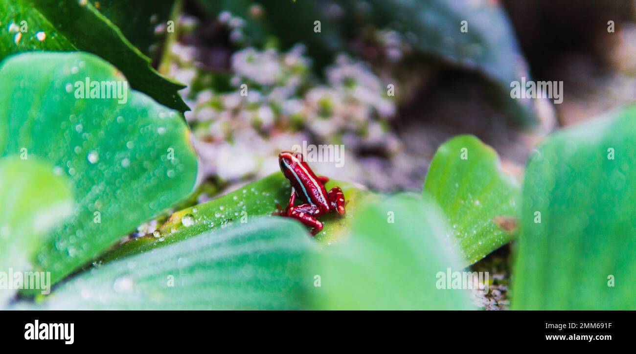 grenouille rouge avec des taches blanches perchées sur des feuilles vertes Banque D'Images